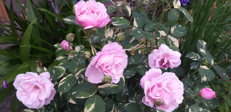 Quiet Celebrations, Soulful Gratitude 💐🕊️