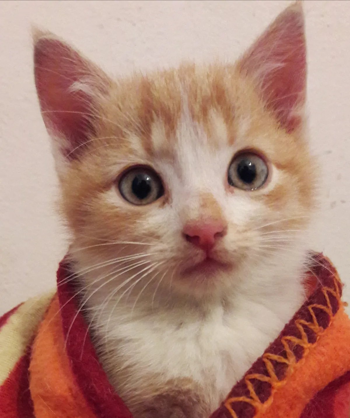 Cat.colony is Saving and improving the life of stray cats in Lake ...