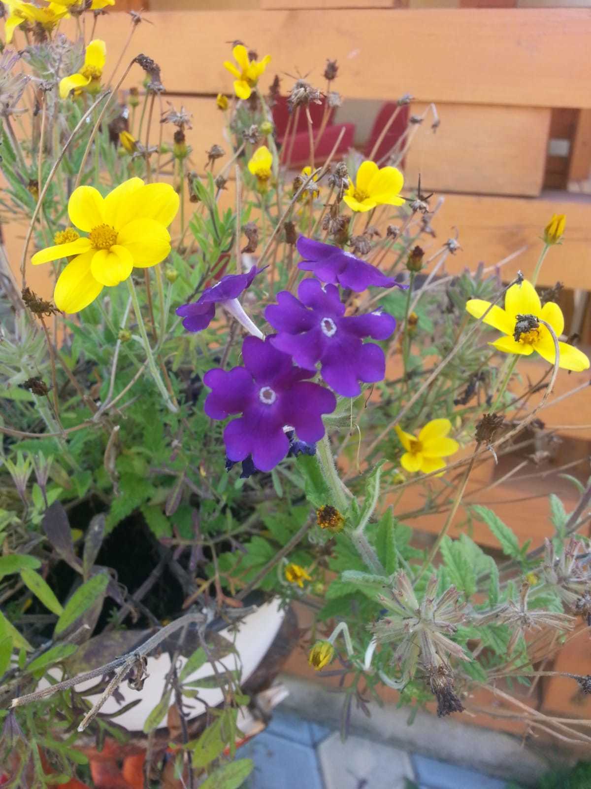 Flowers 💐 — Ella💚💚💚