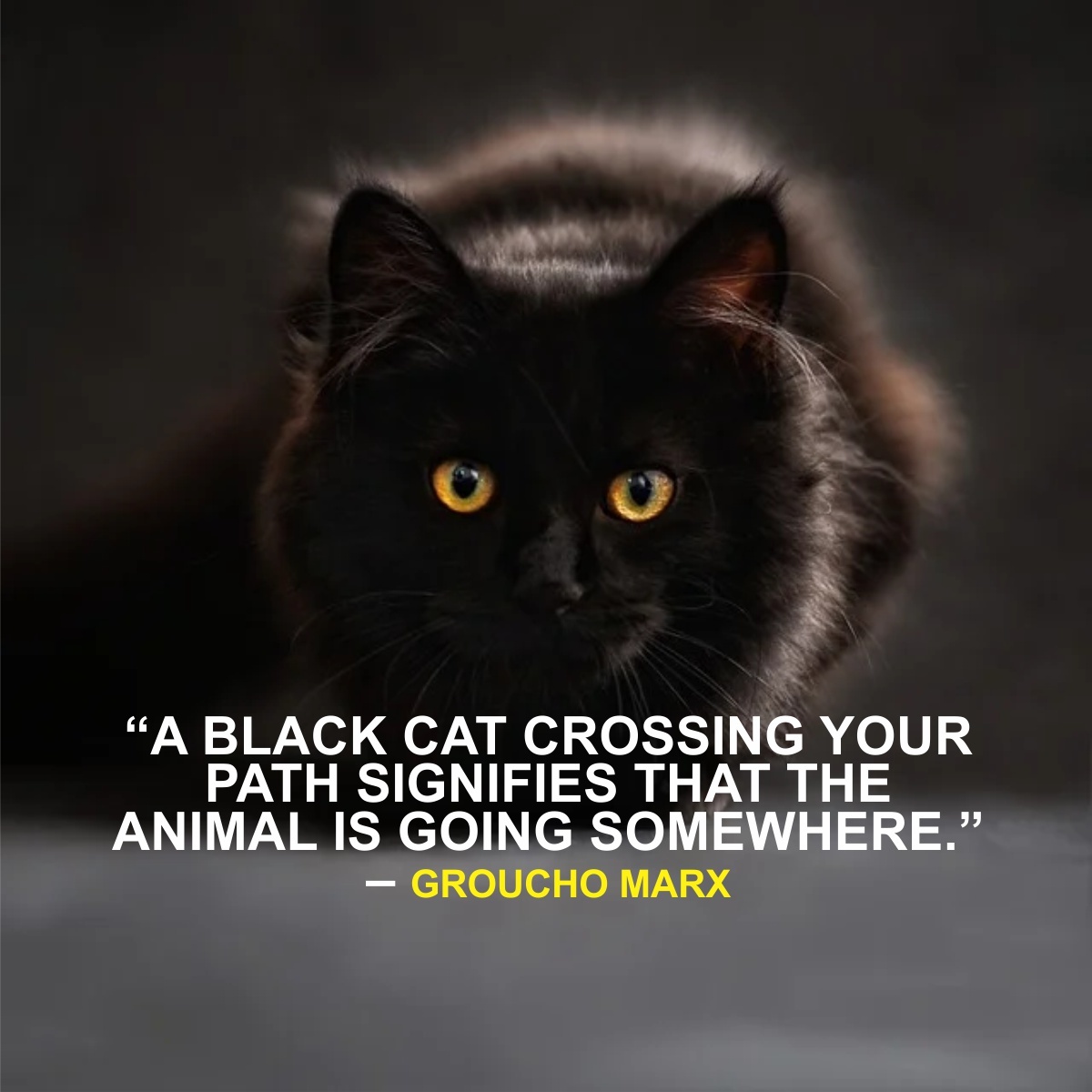 English Proverb About Black Cat — Argus