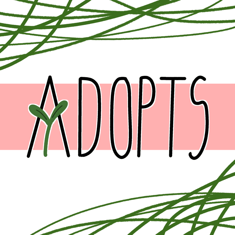 ★Ａｄｏｐｔａｂｌｅｓ★