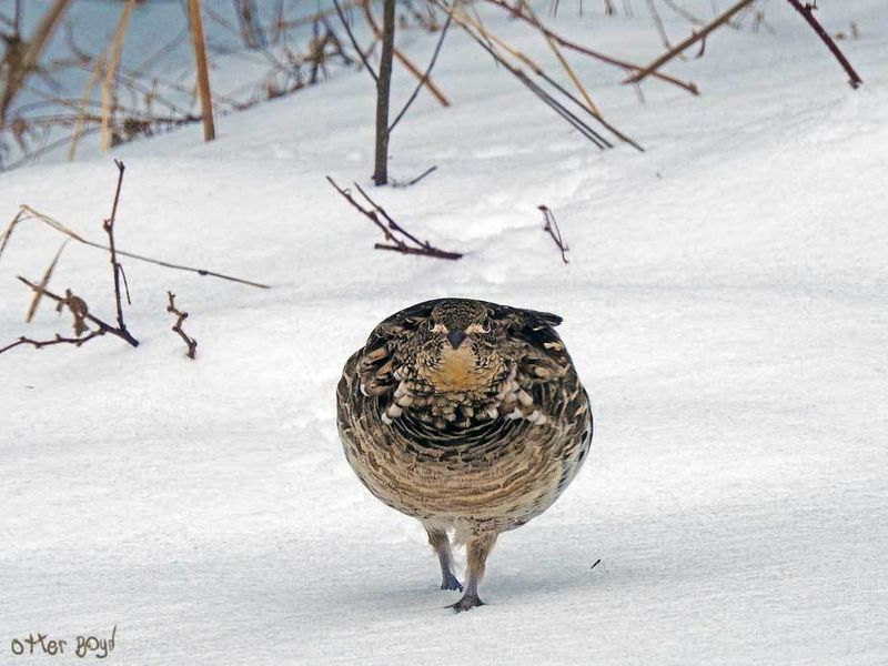 Ruffed Grouse Outside My Window
