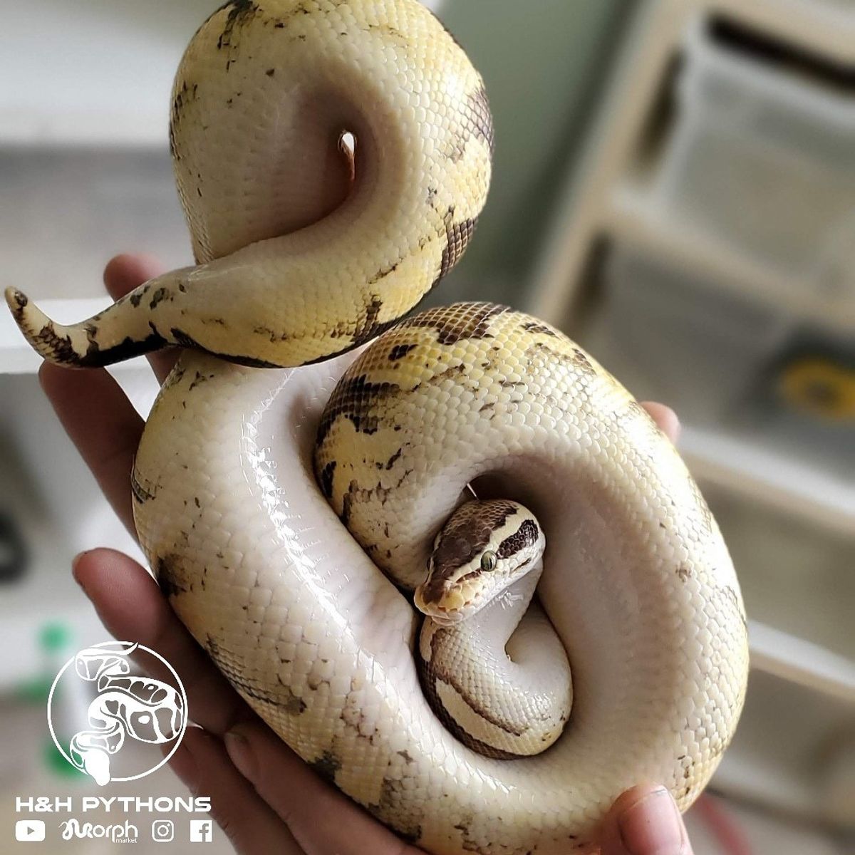 H&H Pythons