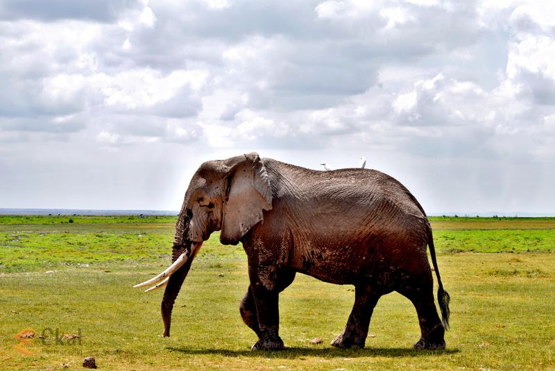 Kenya, a tourist