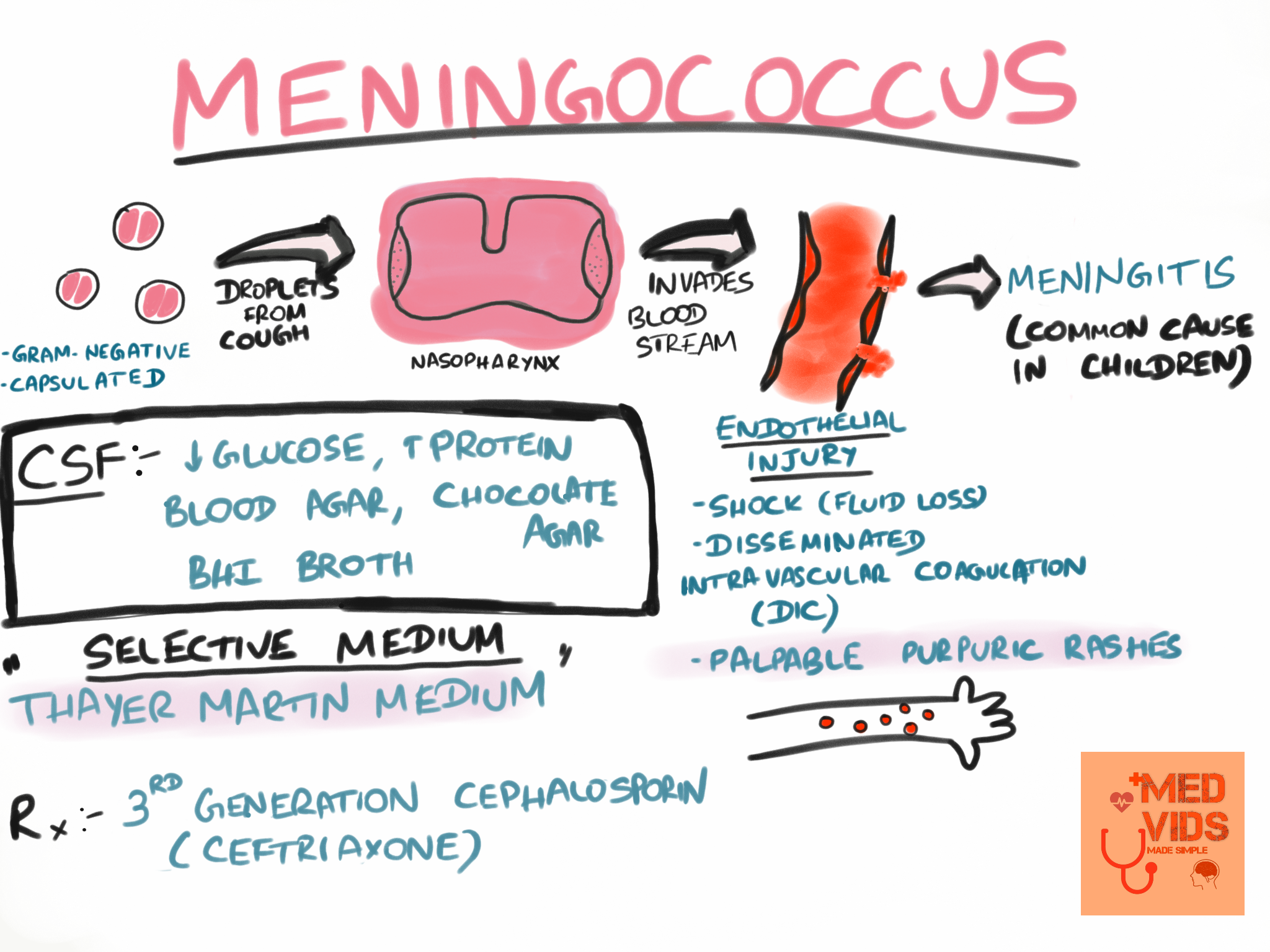Meningococcus flash card microbiology — Med Vids Made Simple
