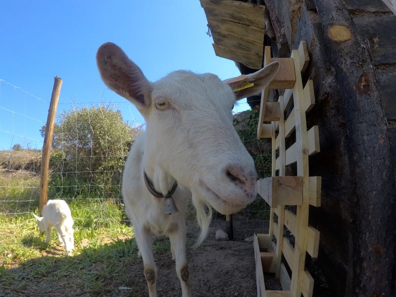 Meet Hachamama our new milking goat 