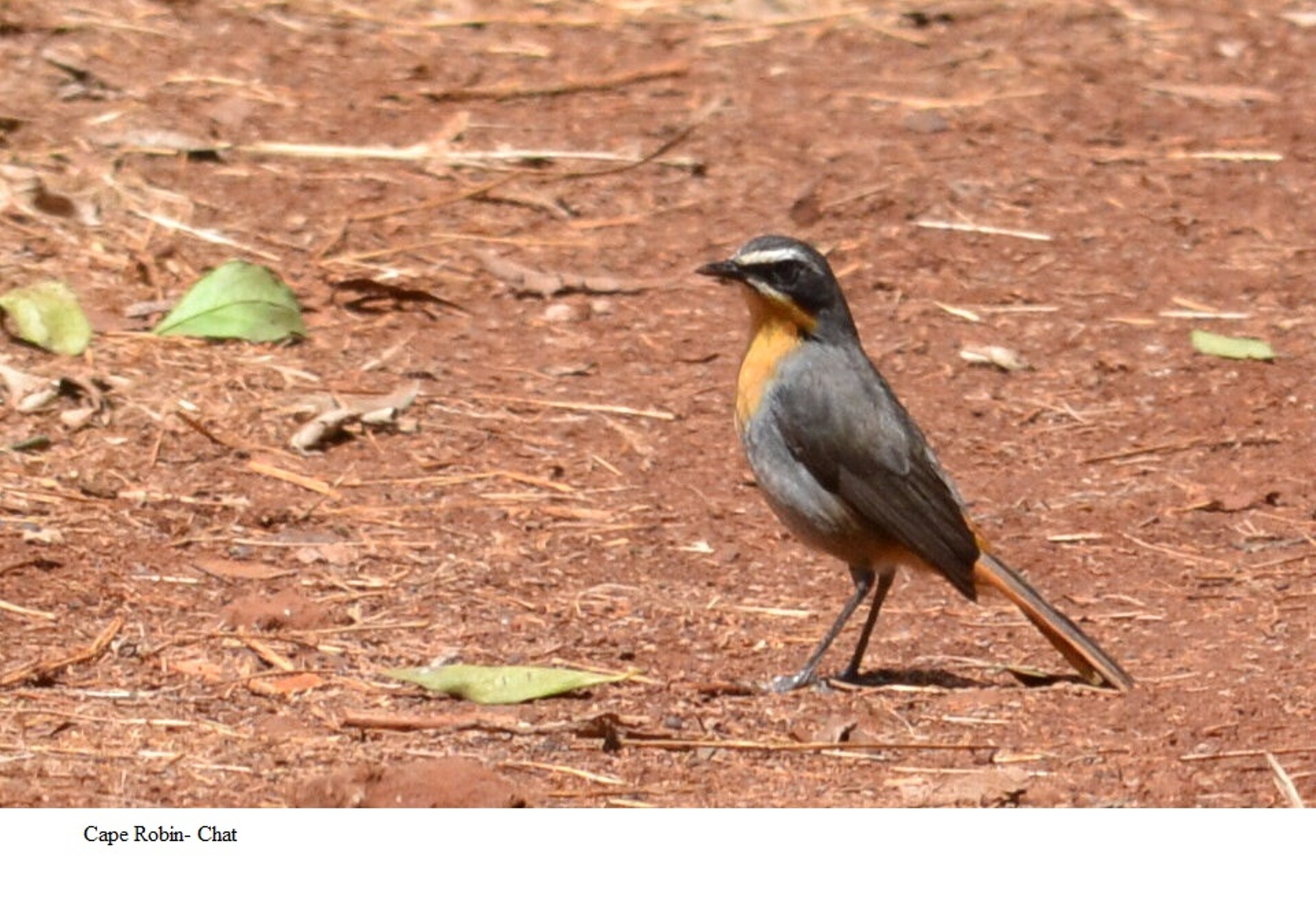 Beautiful Birds and Animals From Mount Kenya National Park — Musera Geoffrey