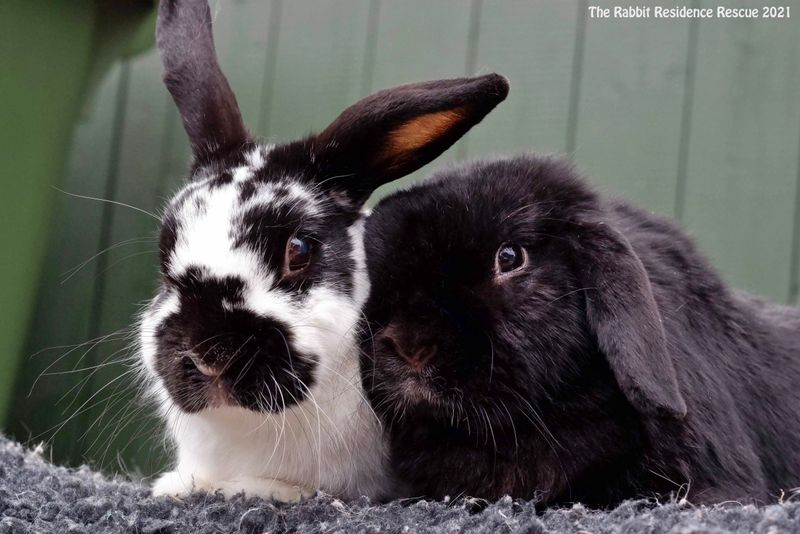 Sponsor bunnies & Rehomeable rabbits!