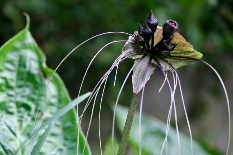 Interesting images at Orchid garden