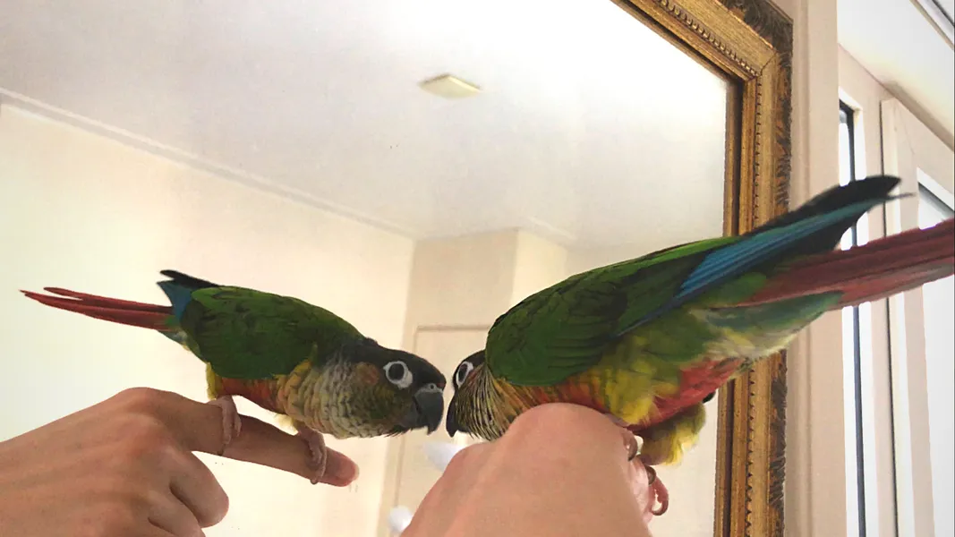 Extras Best Parrot Toys