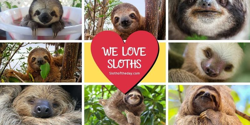 Sloth of The Day 