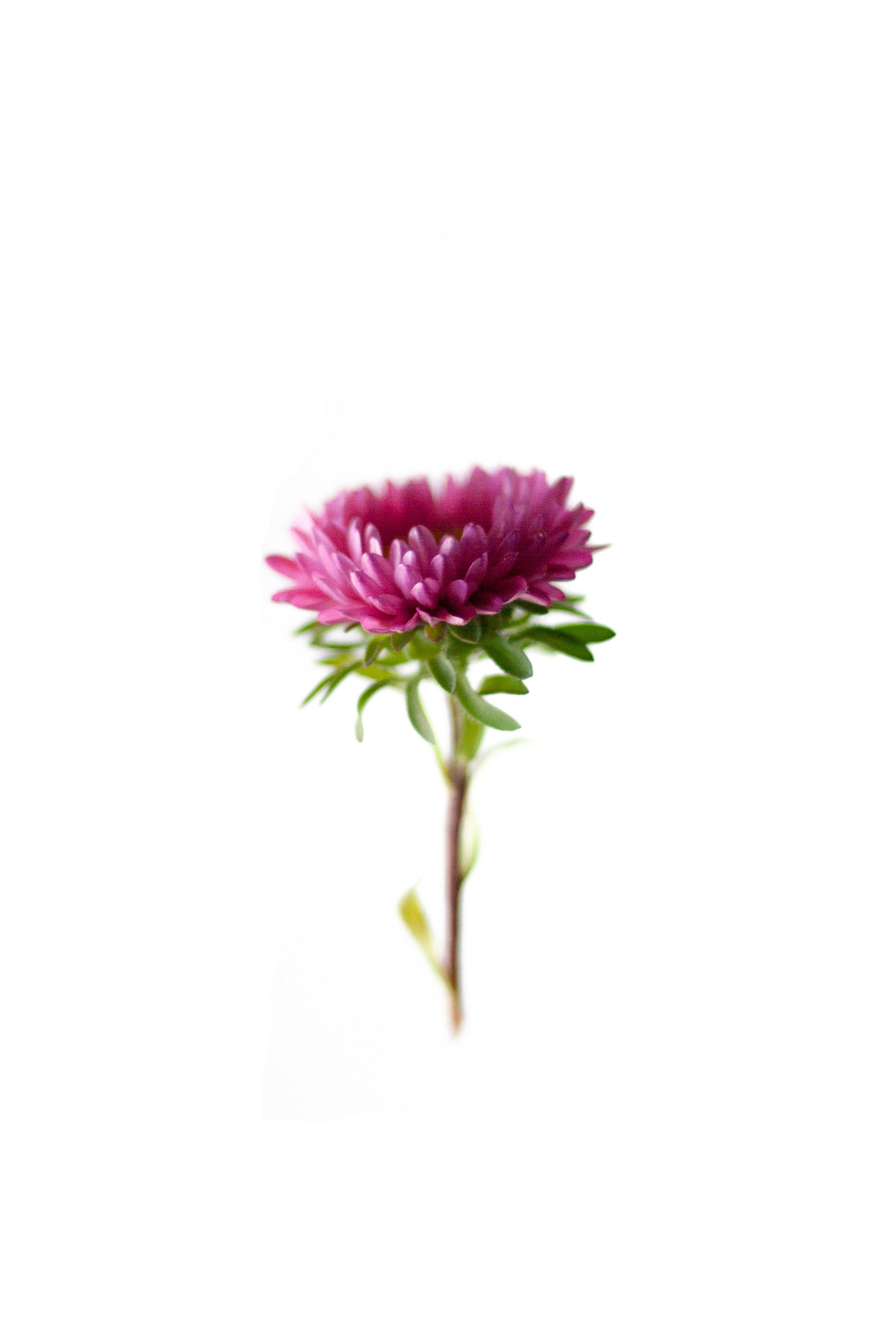 Flowers — Akshar Dave