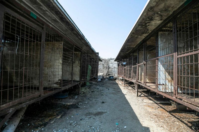 Breaking: Dogs who were raised for meat arrive in the U.S. to find homes