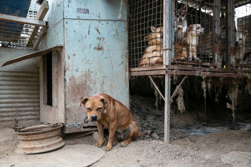 170 canine meat exchange survivors contact down in the United States; new survey shows a d