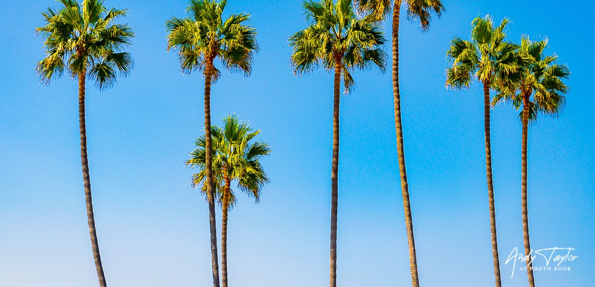 Palm Trees, La Jolla, 4x6 Photo