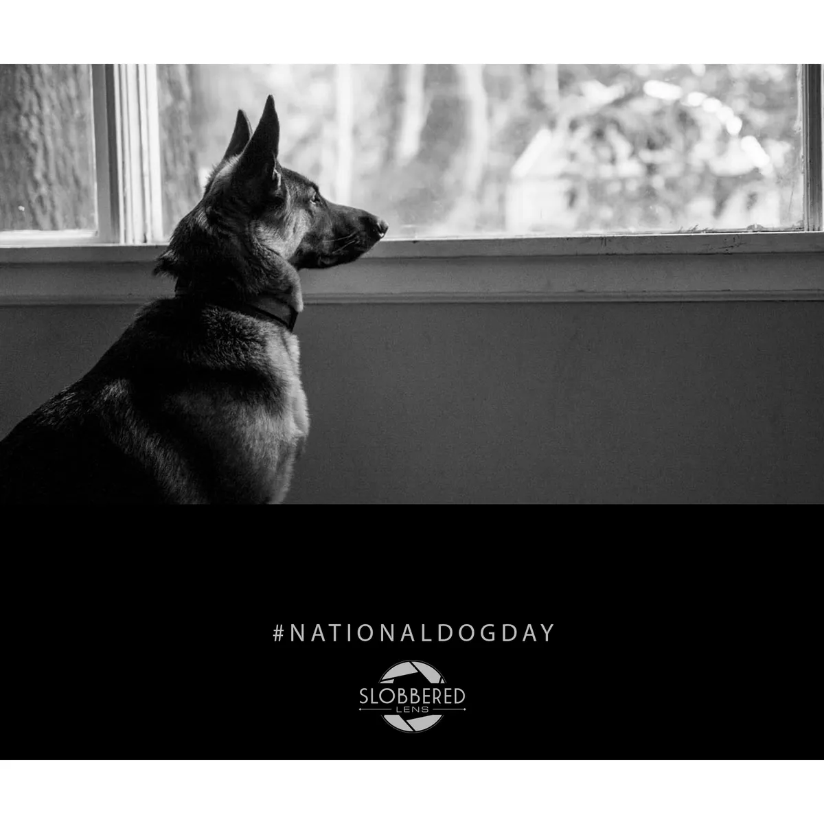 National Dog Day — Slobbered Lens