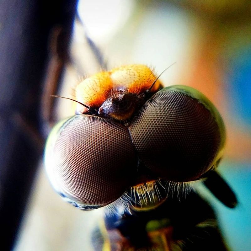 My macro world