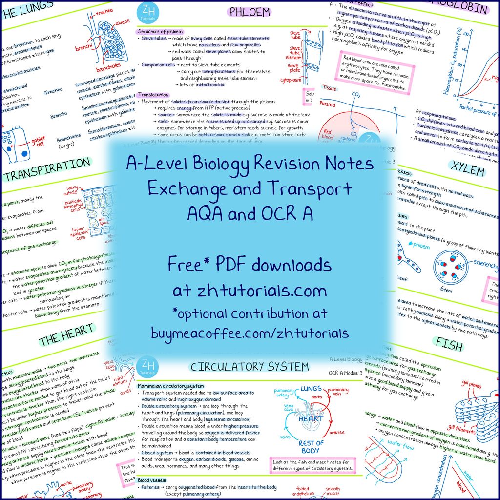 Posts | Zoe Huggett Tutorials | A-Level Biology and Chemistry Tutor