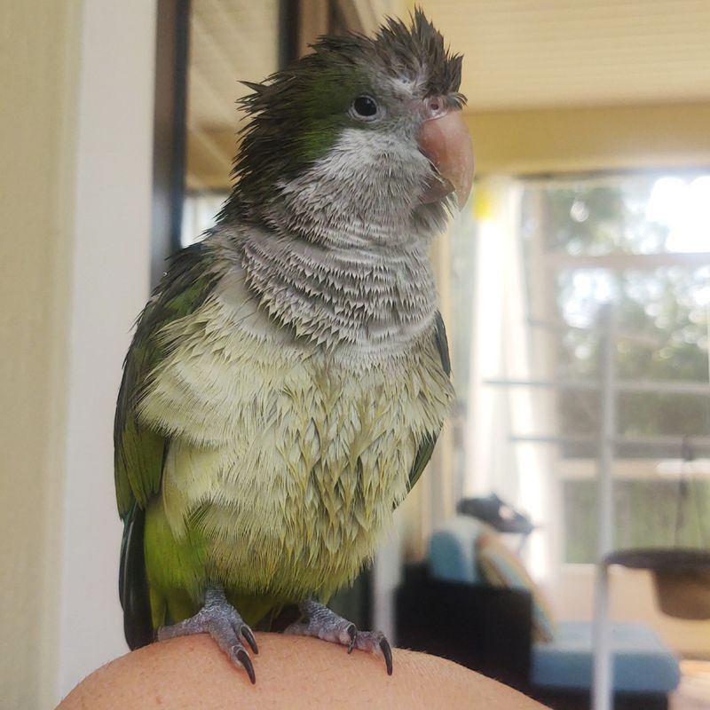 Wet chicken Wednesday!!