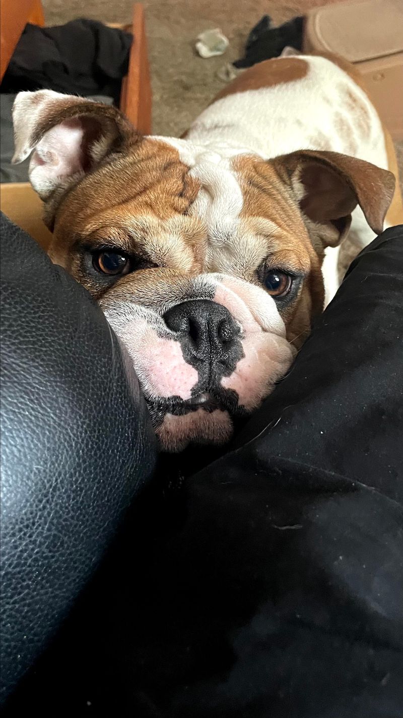 Virtual Tip Jar, Or How I keep Abe in Milkbones. 