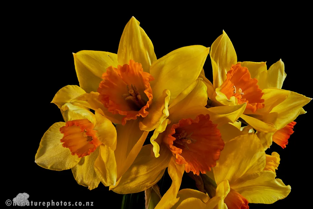 New flower photos uploaded — nznaturephotos - Buymeacoffee