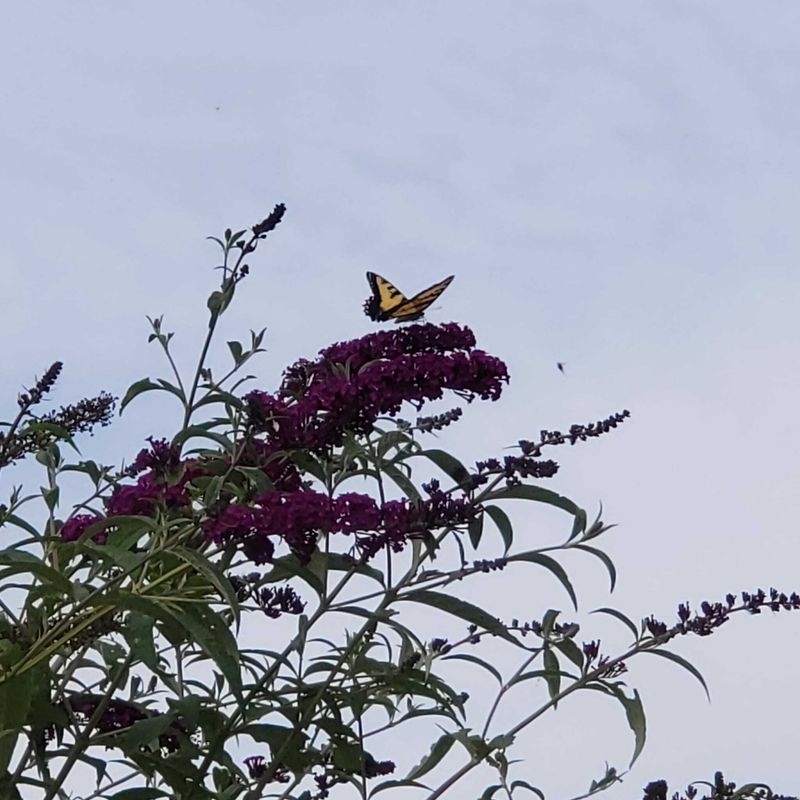 My butterfly bush 