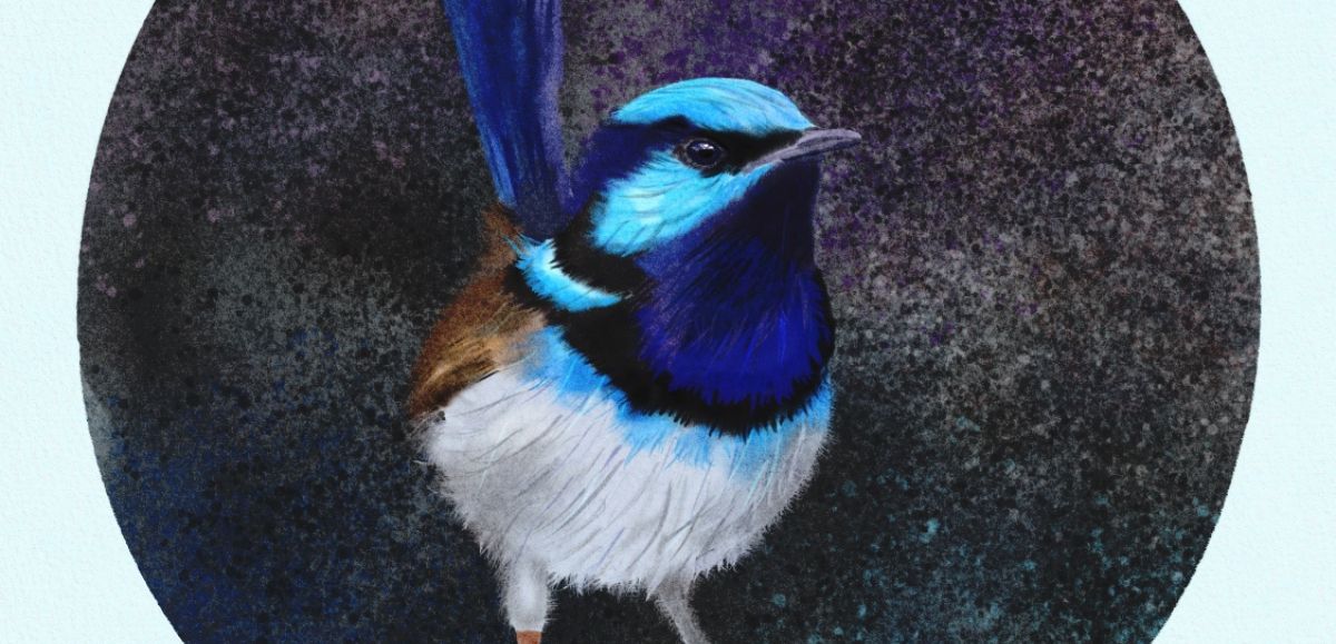 Get my Superb Fairywren Digital Download! 