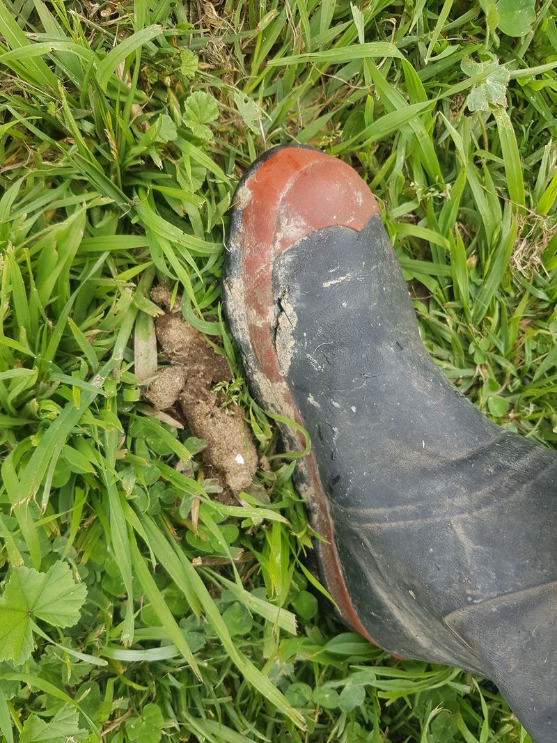 What's News? - The Dirt on Writing