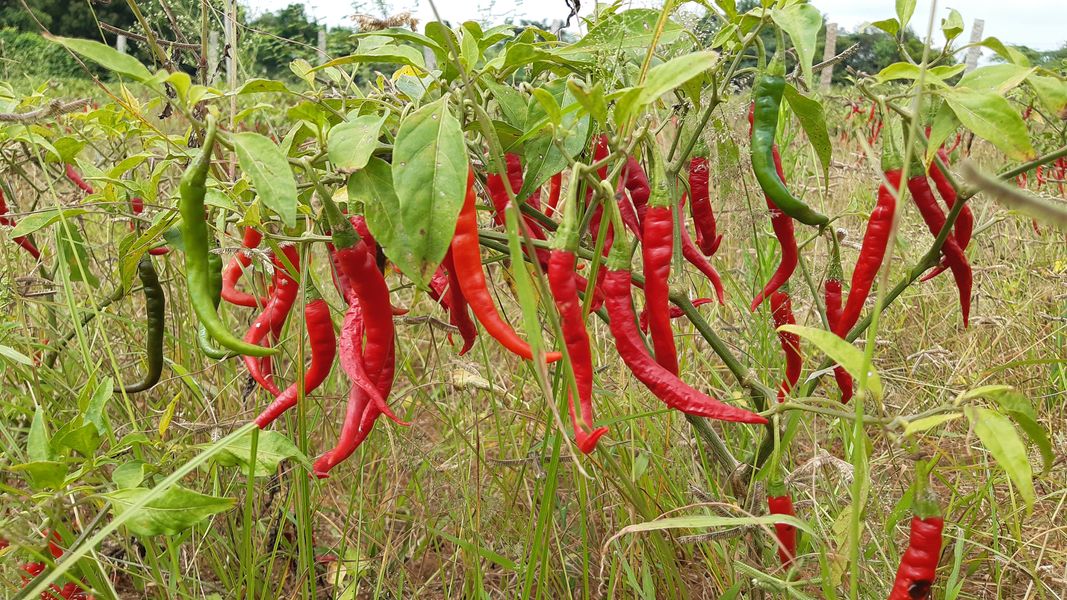 Mirchi Crop is highly profitable crop in india — Telugu Instant News