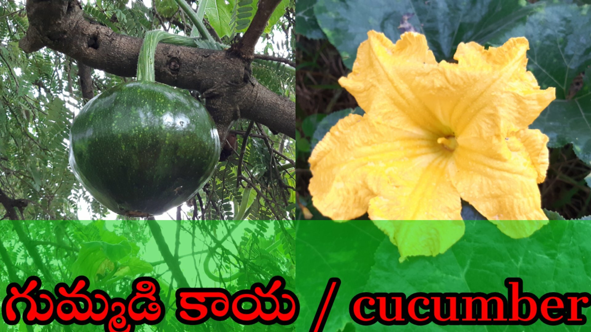 Cucumber Halwa Telugu Instant News — Telugu Instant News