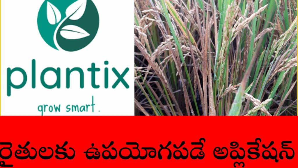 Plantix Your crop doctor - plantix application review 2021 — Telugu ...
