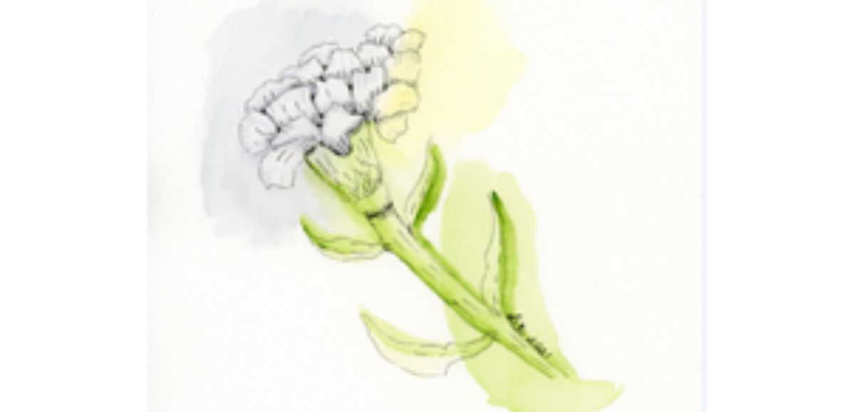 Clavel Watercolor & Ink