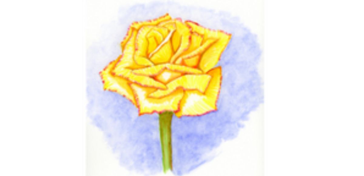 Yellow Rose Watercolor #189