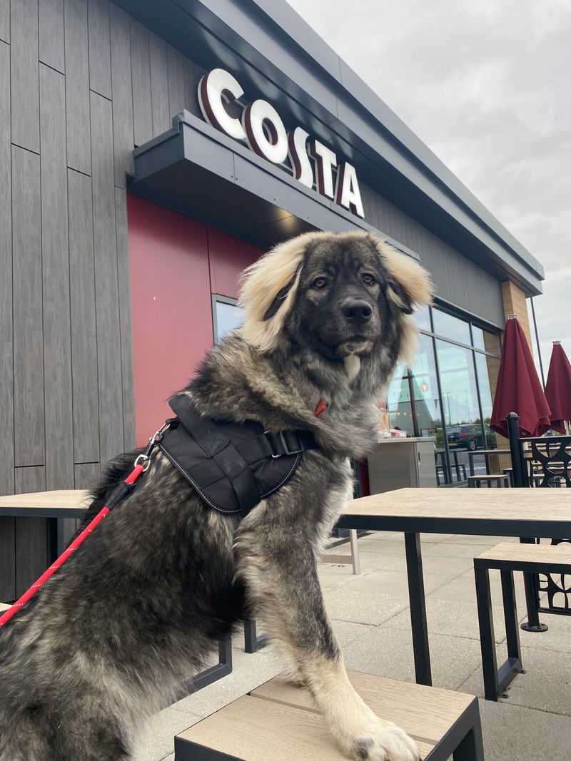 Me & Freya Dog getting some well earned Coffee fuel during our Funko Hunt