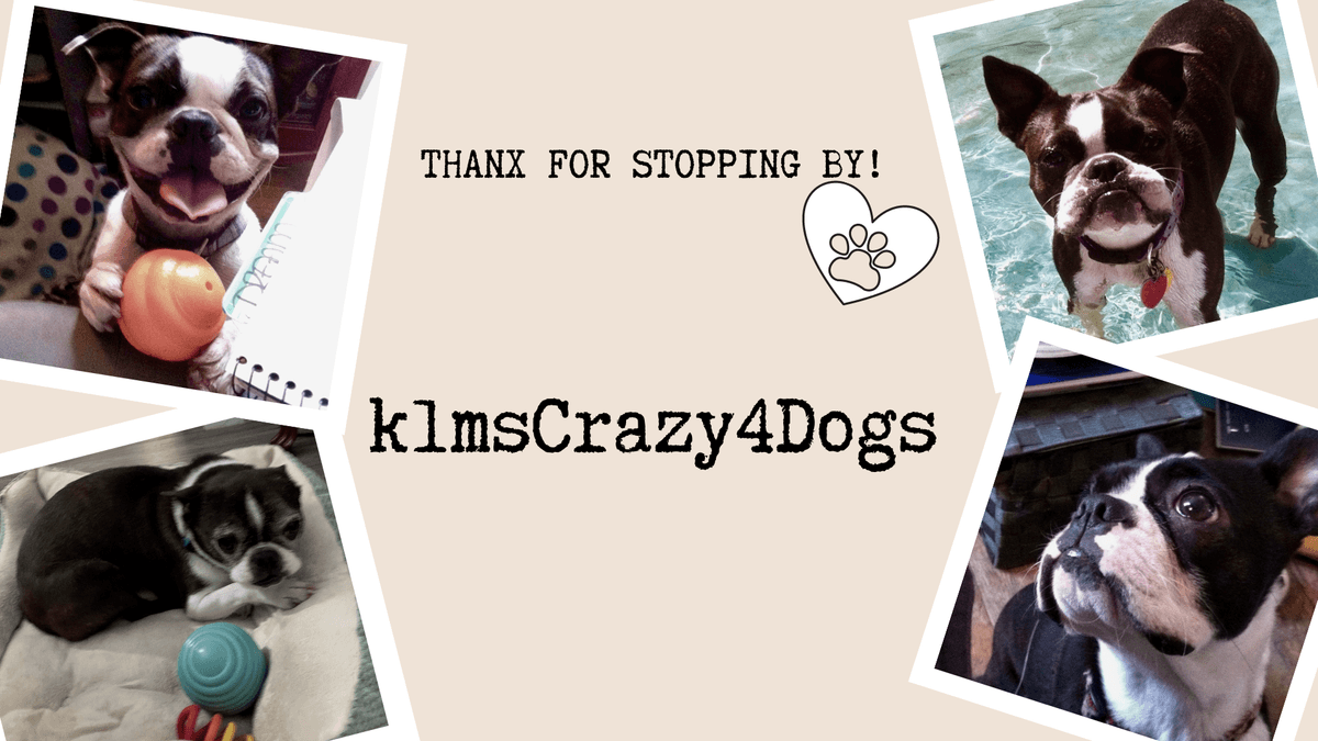 klmsCrazy4Dogs