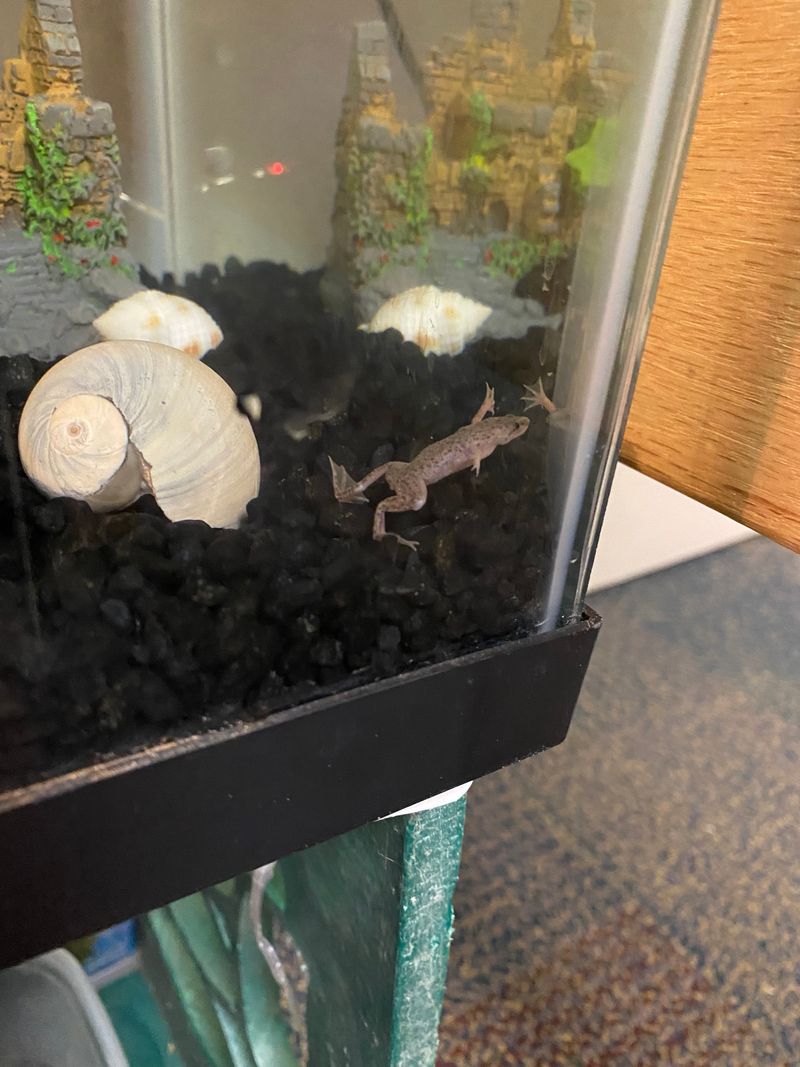 New pets!
