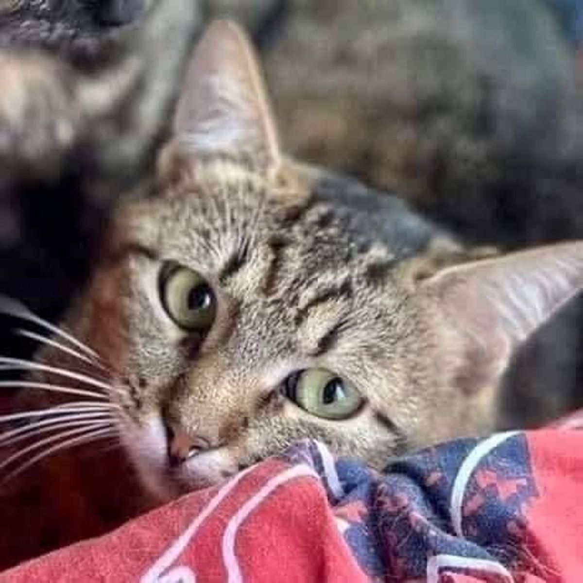 These are some cats in one of the shelters I sent money to — Anton