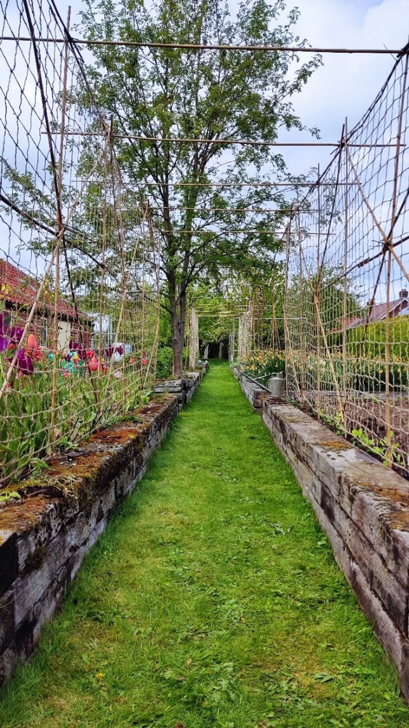 The Sweet Pea Tunnel in the Potager