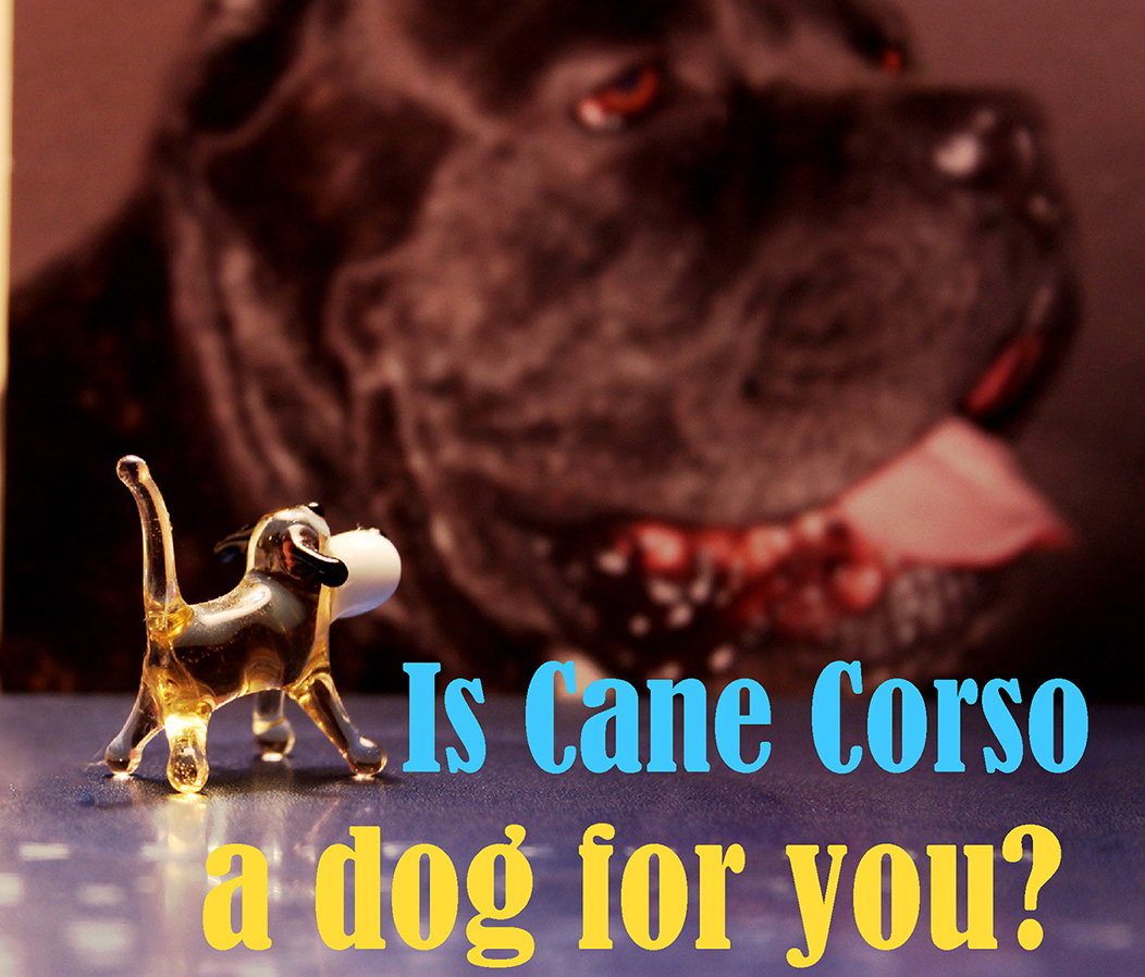 5 areas future Cane Corso owners must consider — Buffy's Pack