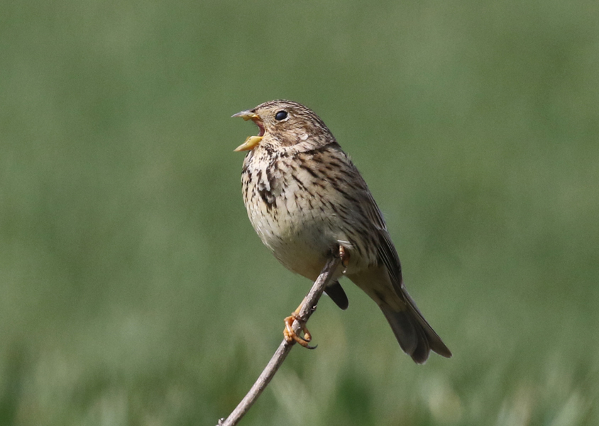 Corn Buntings — Nick Upton