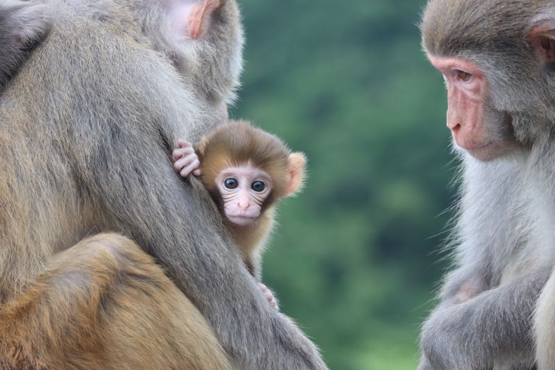 Cute baby monkeys