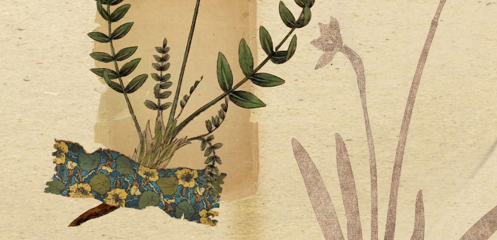 Herbarium Imitation (PNG)