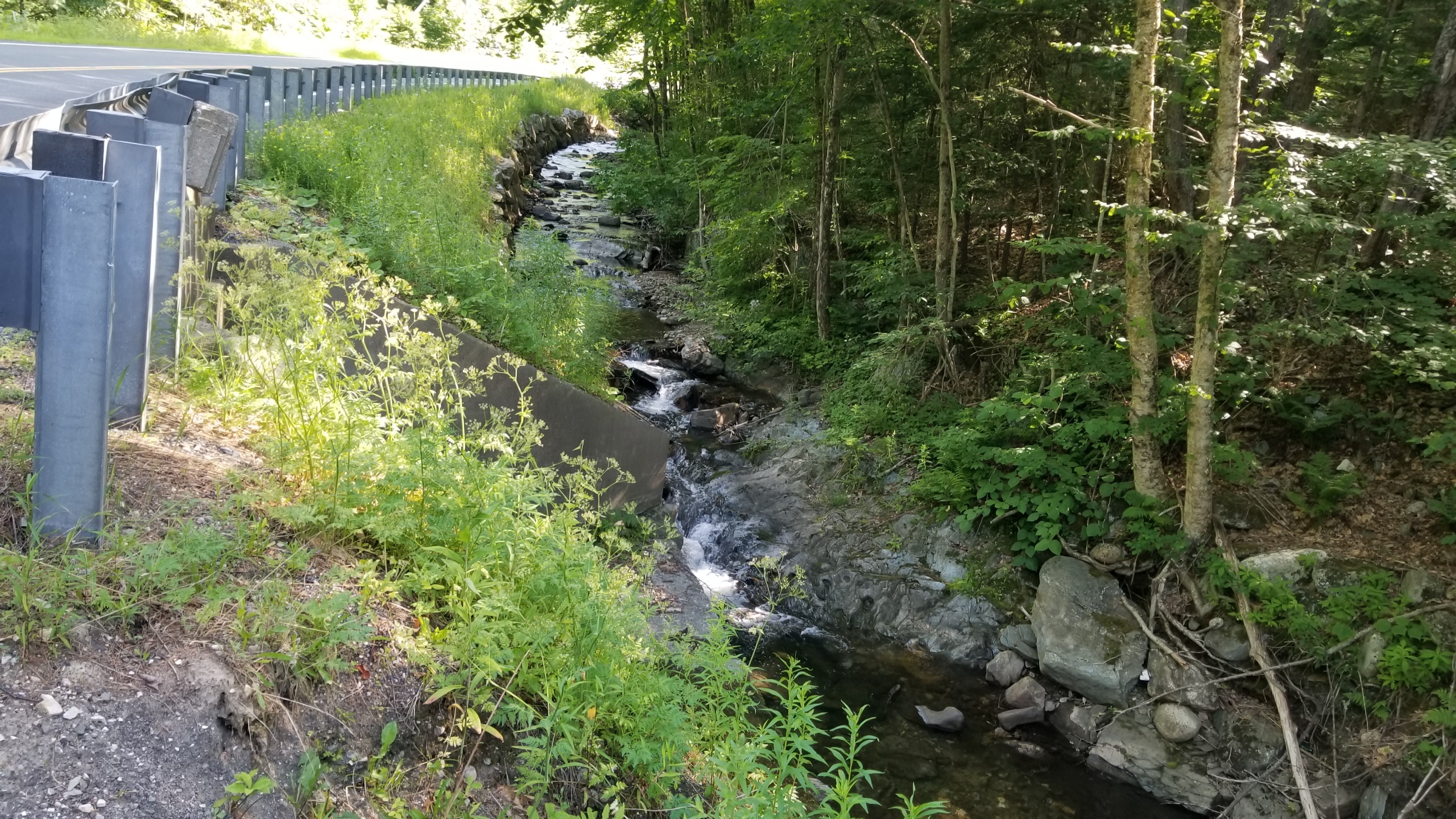 Coolidge State Park - Plymouth, VT - Gallery — Lone Wandering Wolf