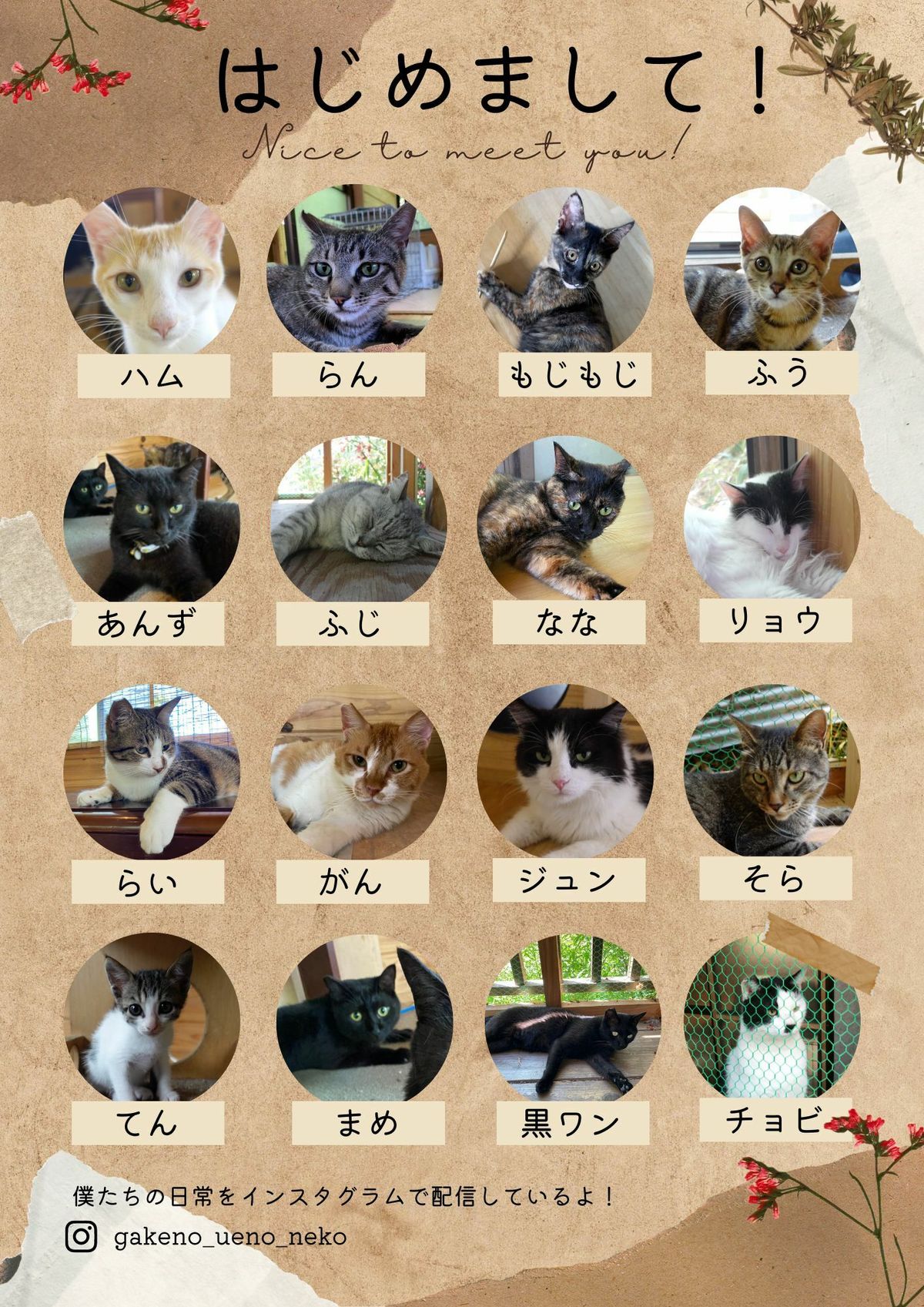 僕たちの名前です — 崖の上の猫 〜TOMO CATS〜