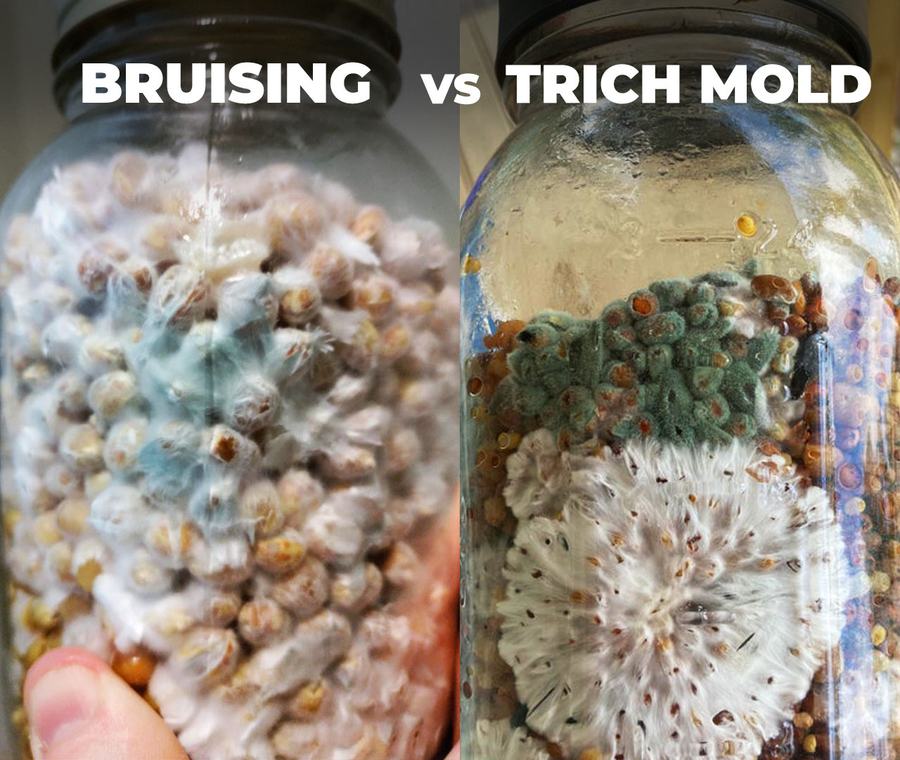 Bruising Or Mold Contamination In Mushroom Growing Shroomok