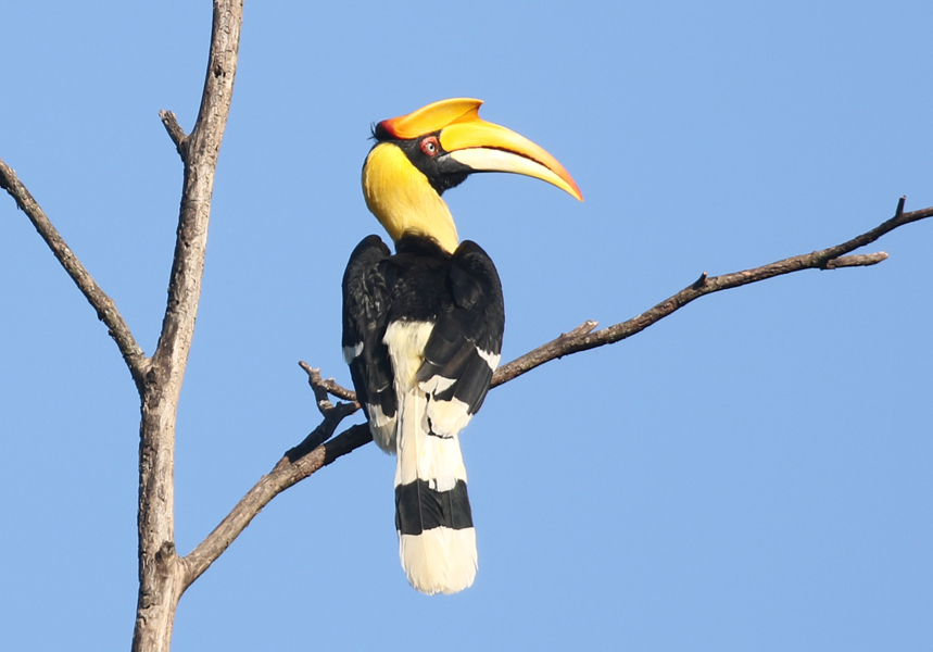 a-short-rainy-season-birding-trip-in-thailand-nick-upton