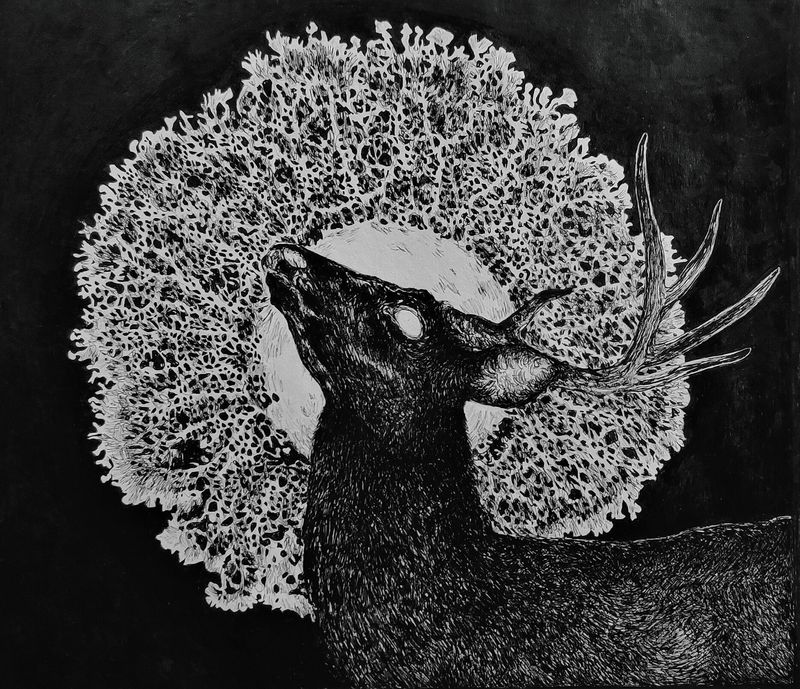 black stag