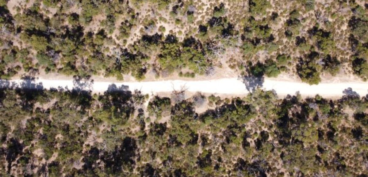 A Trail Through The Bush - Perth