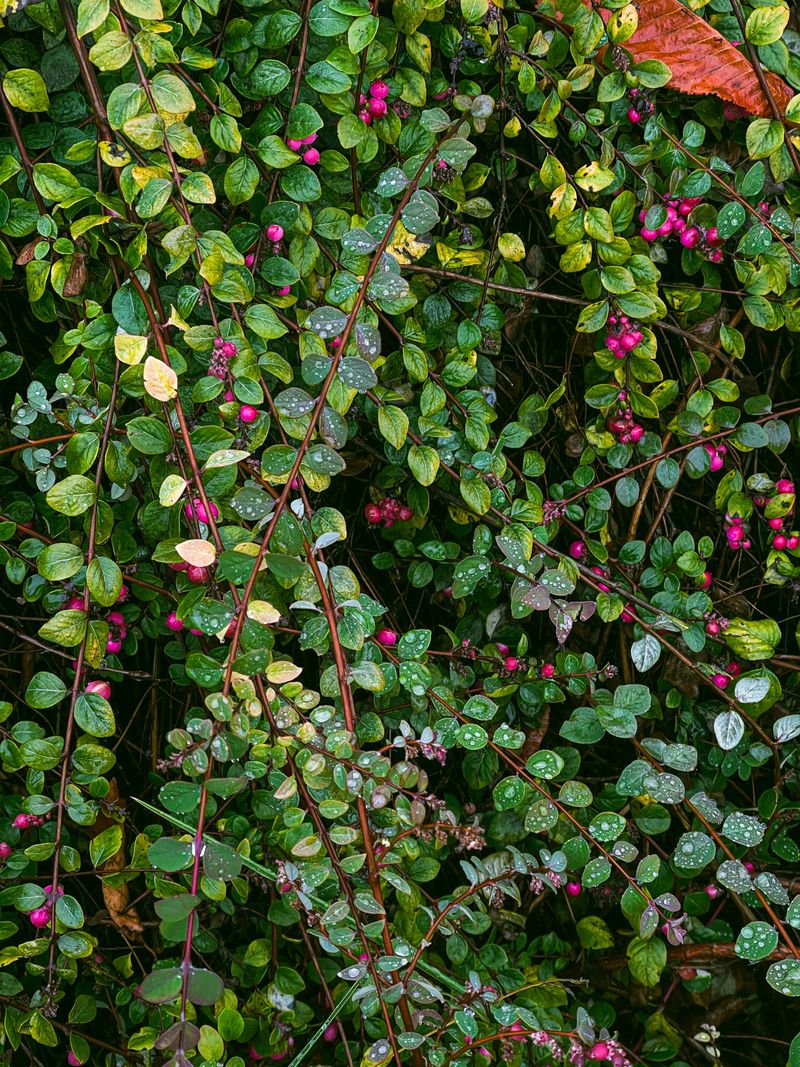 Water drops on leaves