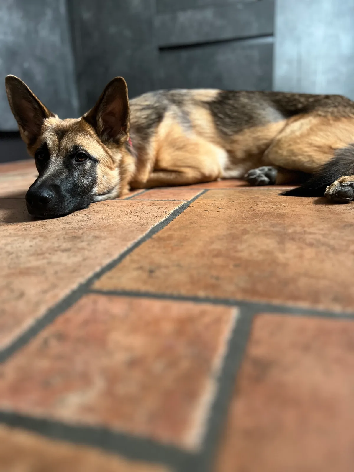 Quando diventa adulto un cane? — Clyde, Dana e gli Umani